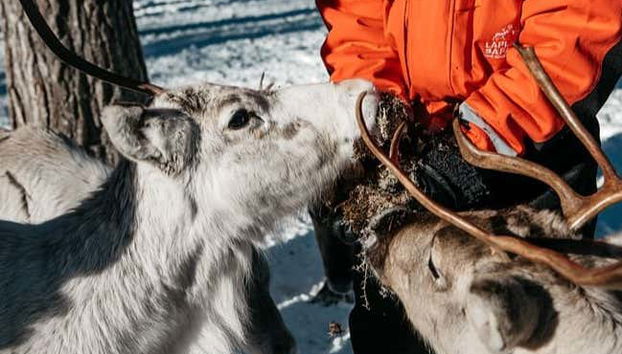 Reindeer Sleigh Ride - Foto 3