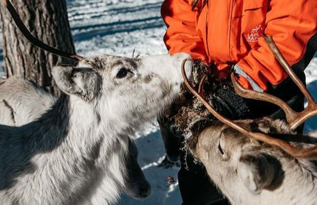 Balade en traîneau tiré par des rennes - Photo 3