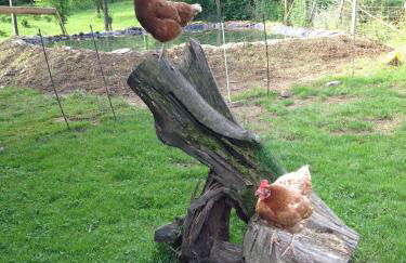 Bio Ferienbauernhof Voß - Foto 10