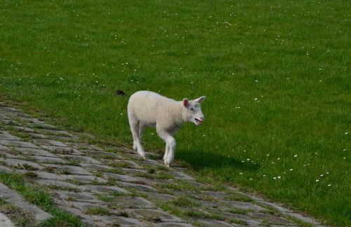 Ferienwohnung Landliebe - Foto 5