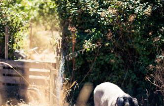 Reitoral de Chandrexa - Foto 80