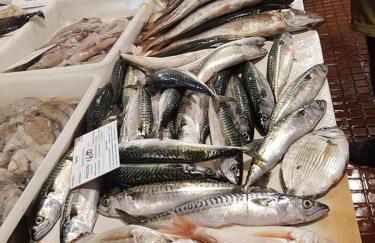 Casa do Sapateiro - No centro histórico de Aljezur - Foto 25