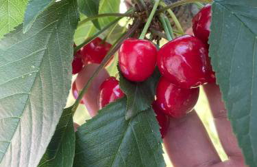 VILA KALIMERA private pool - Foto 47