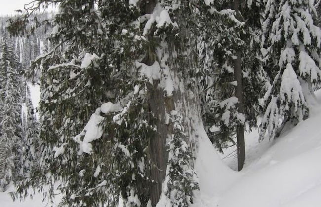 Snowy Mountain Lodge - Foto 12