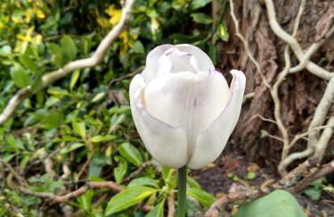 Charmantes Ferienhaus in Nordfriesland - Foto 76