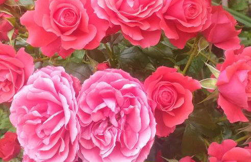 The LITTLE HOUSE in HULL - Foto 28