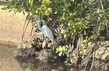 Cardinal vacations - Foto 6