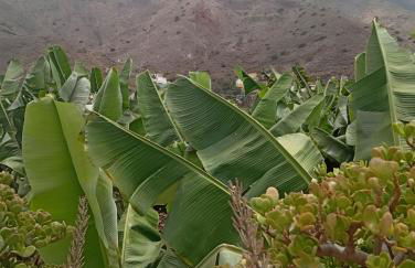 La Estrella - Foto 9