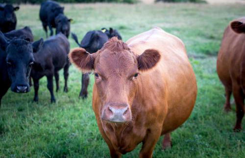 West Cottage, Southlands Farm, Gunnerton - Foto 40