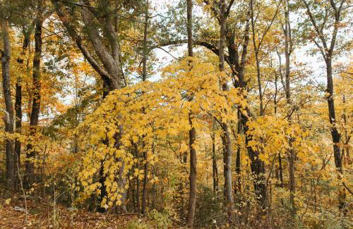 "Lumber Lodge" - Comfy & Woodsy Stay in RRG/Auxier - Foto 9