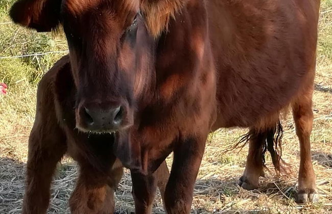 AgriturCostabaira - Foto 43