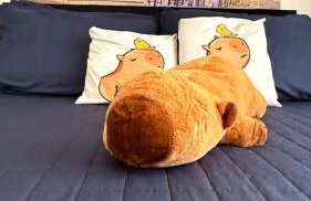 Studio Moderno no Coração de Curitiba Temático Capivara - Foto 39