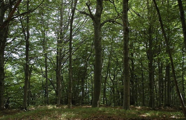 Woodland Escape With Pool - Foto 36