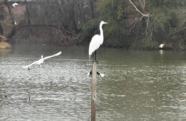 Private Lakefront Dock Firepit Yard Games - Foto 51