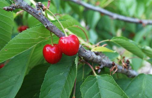 Holiday Home Loznati - Foto 39