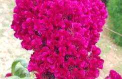 Finca Sa Cova de Mallorca - Foto 70