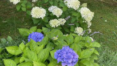 Ferienhaus SONNE - Foto 3, Garden