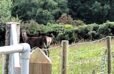 Stapehead Farm - Foto 14