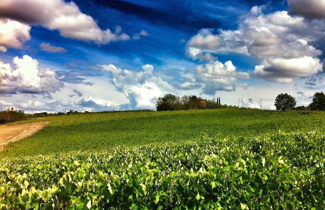 Agriturismo Fattoria Santa Vittoria - Foto 38