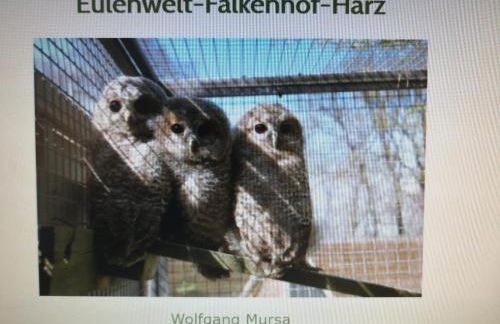 Mountain Lake View - Foto 42