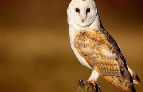 La Casa del Pan de Archivel - Foto 6