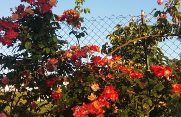 Casas de São José - Foto 17