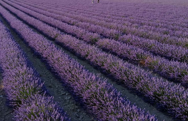 Tour della lavanda + Mulino del Romeral - Foto 9