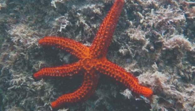 Snorkeling Class in Ilhabela - Photo 5