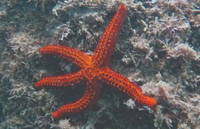Snorkeling Class in Ilhabela - Photo 4