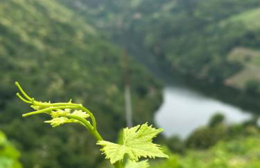 cabaña do rei - Foto 57