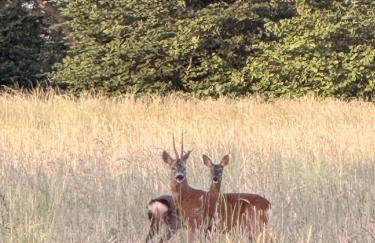 Couples - Retreat Dog Friendly - Foto 46