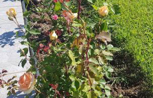 Silver villa Raches maisonette & Green - Foto 55