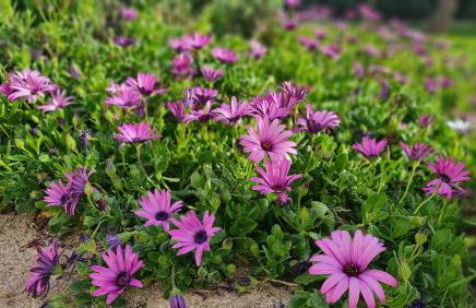 Monte da ti Luzia - Foto 61