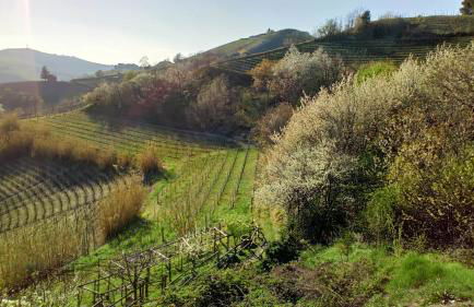 Il cortile dei frutti selvatici - Photo 53