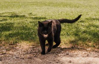 Chalet Zugspitze, Kamin, Tiere - Foto 32
