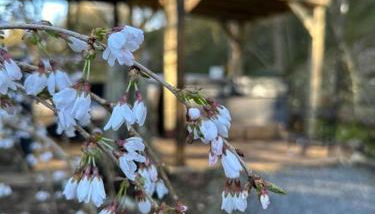 Bonshaw Grange-Riverside Country Retreat, & HotTub - Foto 2