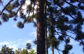 Casa ampla e aconchegante em Gramado - Foto 24