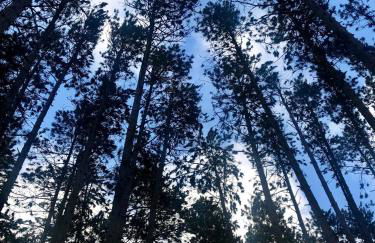 Shoreline Pines - Foto 14