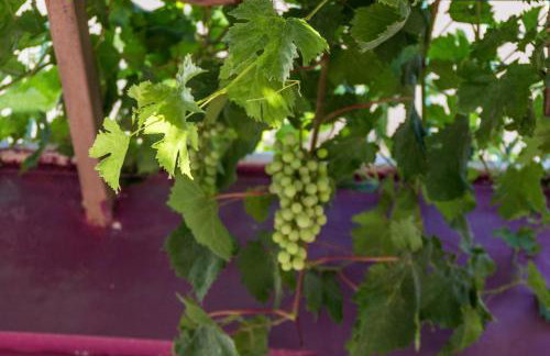 Ktima Anastasia - Foto 57