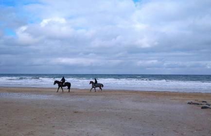 les mouettes - Foto 24