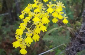 Sopro da Serra Chalés - Foto 74