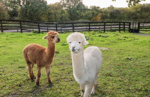 Saddlers Cottage, Berllandeg Farm - Foto 22