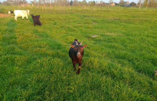 La Ferme d' Emerentine - Foto 64