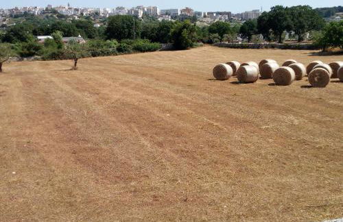 Trullo in piena valle d'itria del 1800 - Photo 25