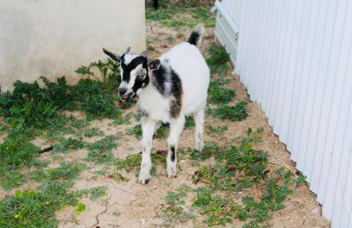 Blue Ridge Retreat on 10-Acre Farm Rural Reset! - Foto 38