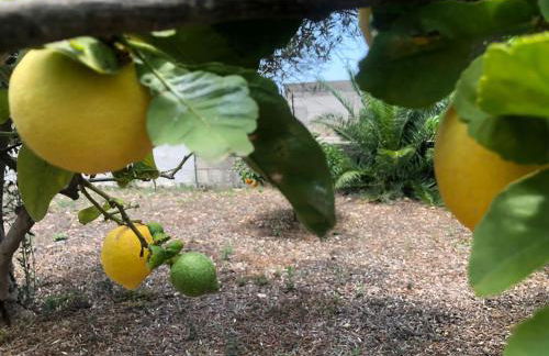 Villa con Giardino di 2000mq al Plemmirio - 400m dal Mare - Foto 20