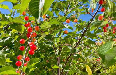 Jardin Vert - Maison Familiale Paris Sud - Foto 13