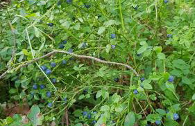 Wiele Żurawi - Foto 27