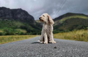 Chapel Cottage - Photo 31