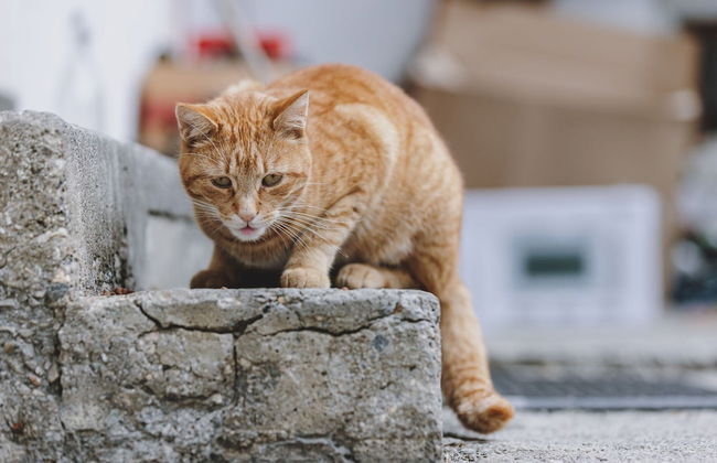 Holiday Home on Grossglockner Alpine Road - Foto 23